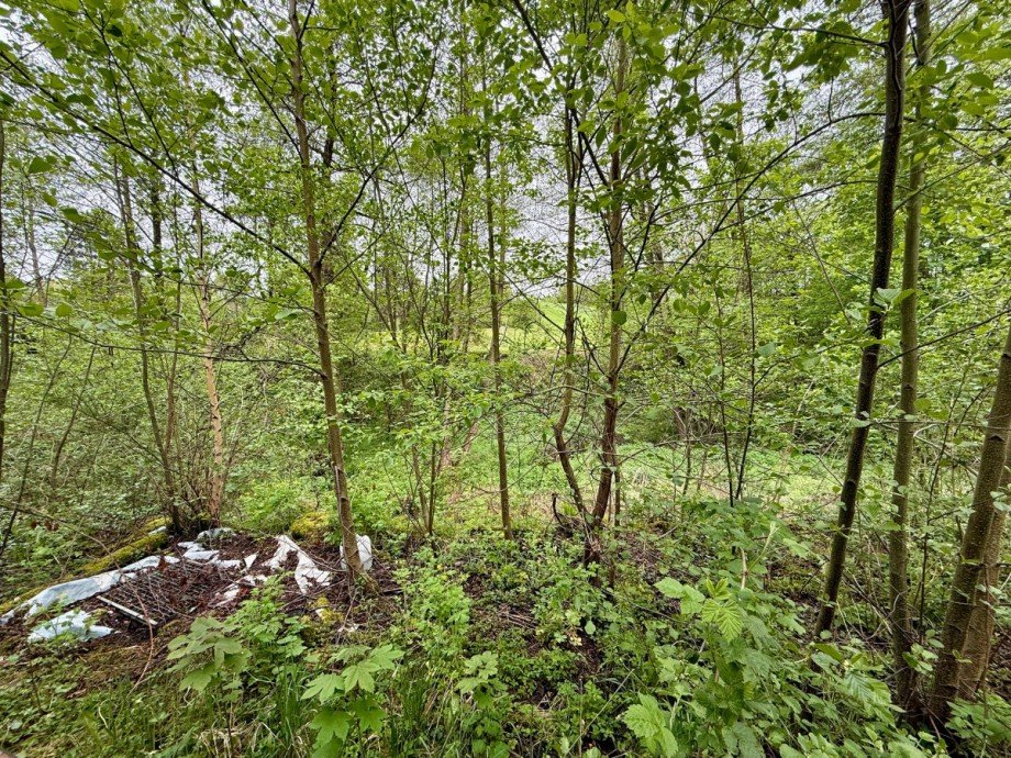 Gr�nes Grundst�ck Einfamilienhaus Struppen