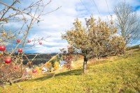 Bild (f221d9779434445836cc5b7ab7e53a18): Gem�tliches Haus mit gro�em Garten mit Charme und Potential